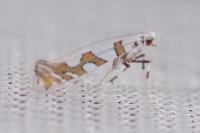 Spulerina simploniella