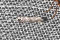 Paraswammerdamia