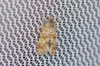 Aethes margarotana
