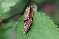 Epinotia tenerana