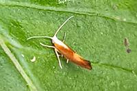 Argyresthia albistria