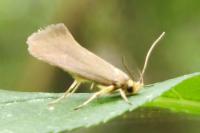 Crassa unitella