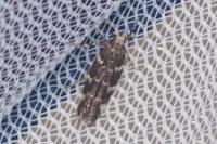Eteobalea serratella