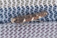 Eteobalea serratella