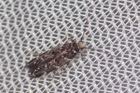 Eteobalea serratella