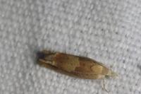 Eucosma conterminana