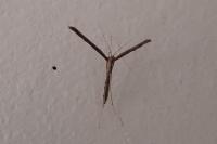Agdistis
