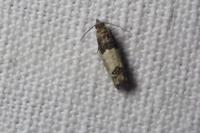 Spilonota ocellana