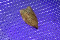 Clepsis consimilana