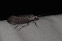 Yponomeuta