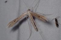 Emmelina monodactyla