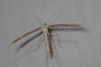 Emmelina monodactyla