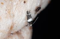 Recurvaria leucatella