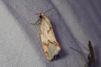 Agapeta hamana