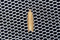 Bactra lancealana