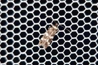 Oegoconia