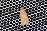 Helcystogramma lutatella