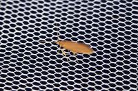 Crassa unitella