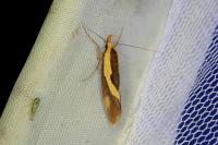 Harpella forficella