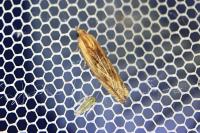 Eucosma
