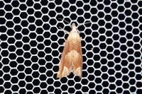 Eucosma conterminana