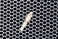 Yponomeuta plumbella