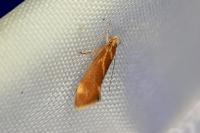 Metalampra italica