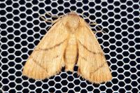 Apoda limacodes