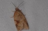 Acleris ferrugana/notana