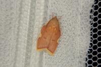 Carcina quercana