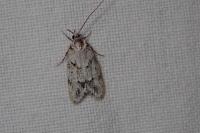 Symmoca signatella