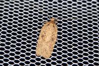 Agonopterix scopariella