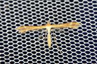 Oxyptilus