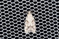 Symmoca signatella