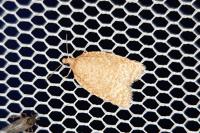 Acleris quercinana