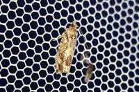 Zeiraphera isertana
