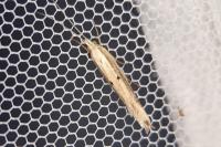 Ypsolopha nemorella