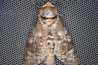 Cossus cossus