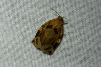 Archips xylosteana