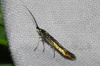 Coleophora trifolii