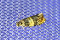 Celypha aurofasciana