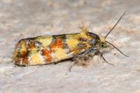 Aethes tesserana