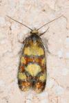 Aethes tesserana