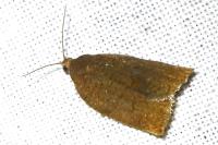 Archips