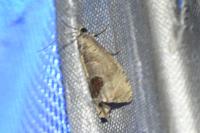 Notocelia uddmanniana