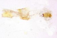 Bryotropha senectella