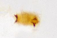 Bryotropha senectella