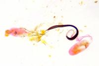 Coleophora paucinotella