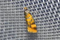 Promalactis procerella