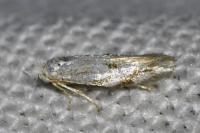 Bucculatrix bechsteinella